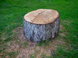 Highland Acres, DE Tree Care Company