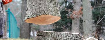 Best Tree Mulching  in Highland Acres, DE