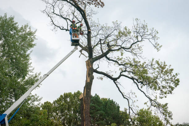 How Our Tree Care Process Works  in  Highland Acres, DE